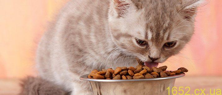 Головні переваги купівлі якісного корму для котів